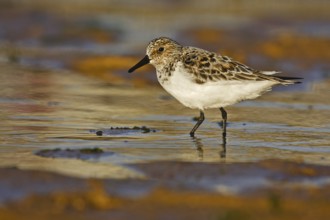 Sanderling (Calidris alba), Asturias, Spain