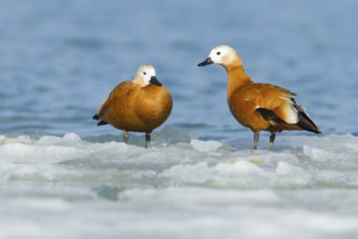 Ruddy Shelduck (Tadorna ferruginea), Thurgovia, Switzerland
