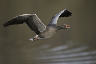 Greylag Goose (Anser anser) flying, Texel, Netherlands