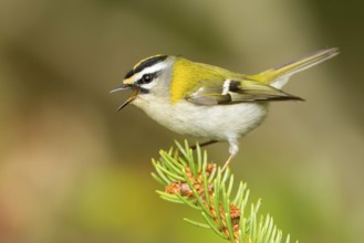 Common Firecrest (Regulus ignicapilla) singing, Baden-Wuerttemberg, Germany