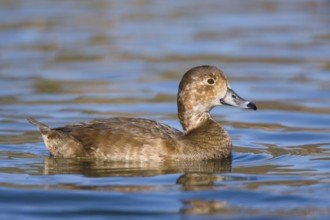 Redhead Aythya americana Tucson, ARIZONA, United States March Adult Female Anatidae