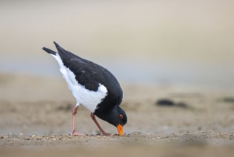 Eurasian Oystercatcher (Haematopus ostralegus) male, North Rhine-Westphalia, Germany