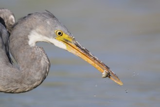 Western Reef Heron (Egretta gularis) eating a fish, Eilat, Israel