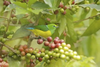 Exotic birds with fruits. Cute birds. Beautiful tanager Blue-naped Chlorophonia, Chlorophonia