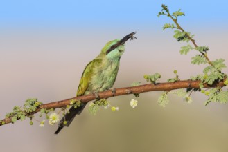 Green Bee-eater (Merops orientalis) with bee prey in beak, Eilat, Israel