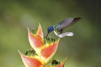 White-necked Jacobin (Florisuga mellivora) male flying and feeding on flower nectar, Costa Rica