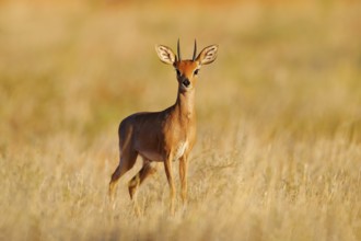 Steenbok, Raphicerus campestris, sunset evening light, grassy nature habitat, Kgalagadi, Botswana.