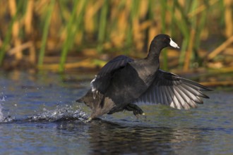 American Coot (Fulica americana), Florida, USA
