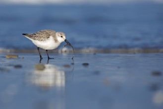 Sanderling (Calidris alba) foraging, Schleswig-Holstein, Germany
