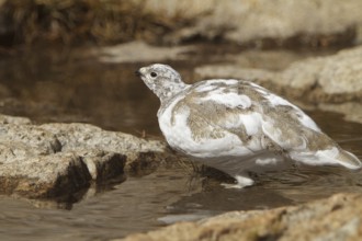 White-tailed Ptarmigan (Lagopus leucura), California, USA