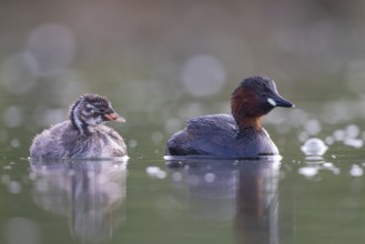 Little Grebe (Tachybaptus ruficollis) adult with chick, North Rhine-Westphalia, Germany