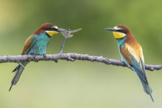 European Bee-eater (Merops apiaster) pair displaying, presentation of a Lesser emperor (Anax