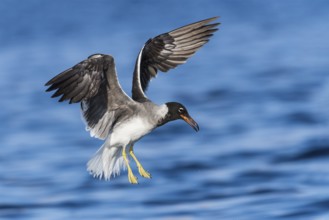 White-eyed Gull (Ichthyaetus leucophthalmus) flying, Eilat, Israel
