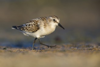 Little Stint (Calidris minuta) foraging, Poland