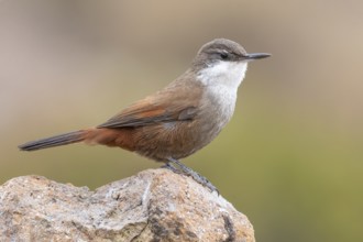 Crag Chilia (Ochetorhynchus melanurus) perched on a rock, Metropolitana, Chile
