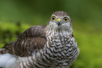 Eurasian Sparrowhawk (Accipiter nisus) female, Netherlands