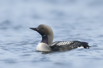 Black-throated Loon (Gavia arctica), Iceland