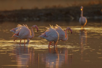 Greater Flamingo (Phoenicopterus roseus), Greece