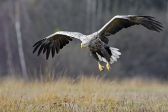 White-tailed Eagle (Haliaeetus albicilla) flying, Poland