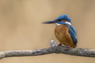 Common Kingfisher (Alcedo atthis) male perched on a branch, Alsace, France