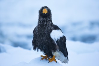Steller's Sea Eagle (Haliaeetus pelagicus) on snow, Hokkaido, Japan