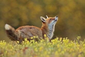 Cute Red Fox, Vulpes vulpes in fall forest. Beautiful animal in the nature habitat. Wildlife scene