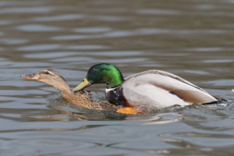 Balz, Paarung, Fortpflanzung, Erpel und Ente