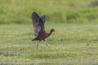 Braunsichler (Plegadis falcinellus) Glossy Ibis