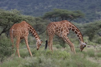 Reticulated Giraffes (Giraffa camelopardalis reticulata) two young male grazing, Samburu National