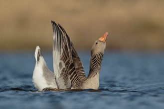 Greylag Goose (Anser anser) male dislplaying, Utrecht, Netherlands