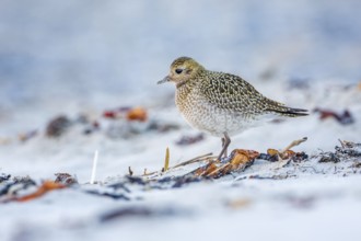 European Golden Plover (Pluvialis apricaria), Mecklenburg-Western Pomerania, Germany