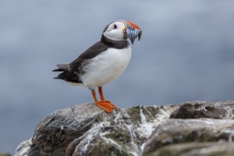 Atlantic Puffin (Fratercula arctica) adult with sandeels in bill, Farne Islands, United Kingdom