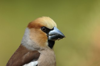 Appelvink, Hawfinch, Coccothraustes coccothraustes