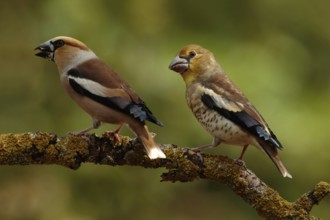 Appelvink bedelend op tak, Hawfinch begging on branch