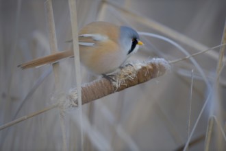 Bearded Reedling (Panurus biarmicus) male feeding on cattail seed, Thuringia, Germany