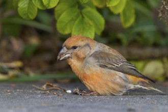 Parrot Crossbill - Kiefernkreuzschnabel - Loxia pytyopsittacus, Germany. male