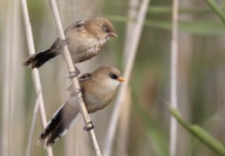 Bearded Reedling (Panurus biarmicus) juvenile, Mecklenburg-Western Pomerania, Germany