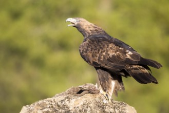 Golden Eagle (Aquila chrysaetos) male, Andalusia, Spain