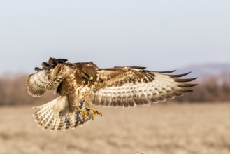 Common Buzzard (Buteo buteo) landing, Castile-La Mancha, Spain