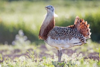Great Bustard (Otis tarda) male calling, Extremadura, Spain