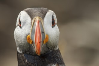 Atlantic Puffin (Fratercula arctica) adult portrait, Farne Islands, United Kingdom