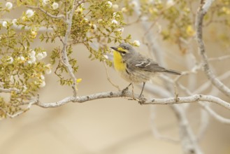 Grace's Warbler (Setophaga graciae) female, California, USA