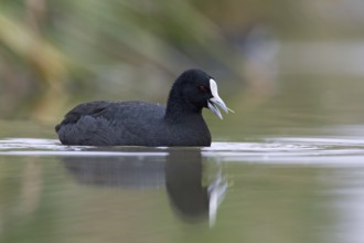 Australian Coot (Fulica atra australis), Victoria, Australia