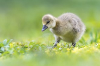 Greylag Goose (Anser anser) chick, Lower Saxony, Germany