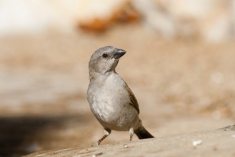 Southern Grey-headed Sparrow (Passer diffusus), Namibia
