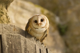 Western Barn Owl (Tyto alba), Germany