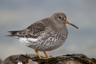 Purple Sandpiper (Calidris maritima), Finnmark, Norway