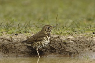 Song Thrush (Turdus philomelos), Andalusia, Spain