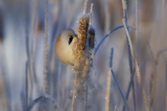 Bearded Reedling (Panurus biarmicus) male feeding on cattail seed, Thuringia, Germany