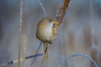 Bearded Reedling (Panurus biarmicus) female feeding on cattail seed, Thuringia, Germany
